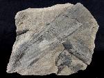 Calamites sp. BRONGNIART 1828   - Bild © FossNet FossilienStore